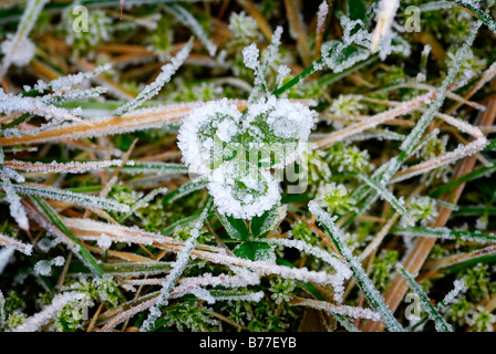 Clover leaf with hoarfrost in winter Stock Photo