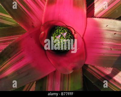 Bromeliad in flower Stock Photo