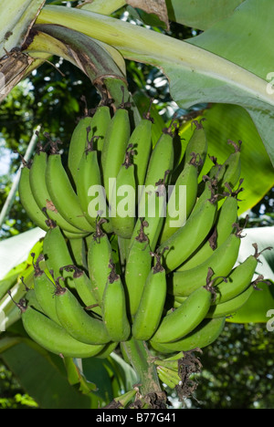 Green Bananas on tree growing Stock Photo