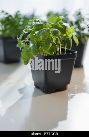 Thyme and basil plants Stock Photo