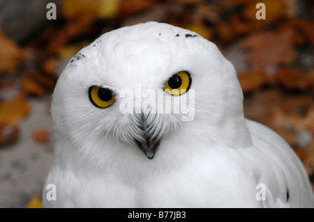 Snowy Owl (Bubo scandiacus, Nyctea scandiaca), Portrait, Animal Park, Baden-Wuerttemberg, Germany, Europe Stock Photo