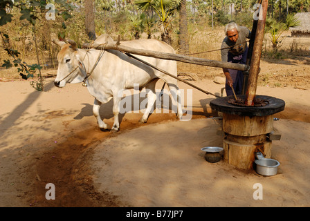 Man and ox at the traditional production of peanut oil near Bagan, Burma, Myanmar, Asia Stock Photo