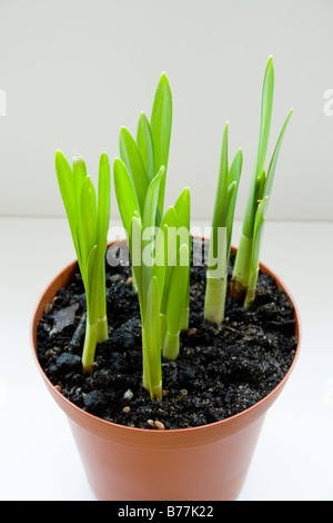 Green Shoots ( close-up ) 'Tete a Tete' small yellow daffodil Stock Photo