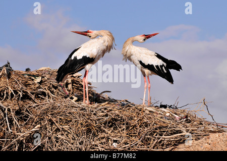 White Storks (Ciconia ciconia) on their nest on a wall of the Baadi Palace, Marrakesh, Morocco, Africa Stock Photo