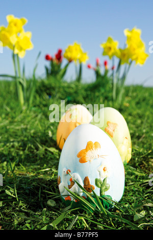 Colorful Easter eggs and daffodil flowers in green grass against white ...