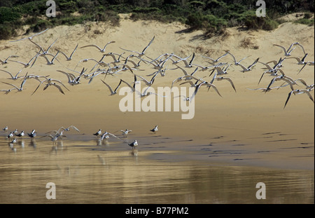 Flock of Sandwich Terns (Sterna sandvicensis) taking off from the beach in Nature's Valley, Western Cape, South Africa Stock Photo
