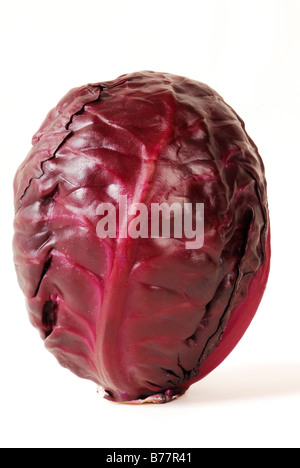 Red cabbage (Brassica oleracea) Stock Photo