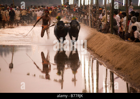 A man races a pair of buffaloes in a Kambala race in the Dakshina Kannada district of Karnataka, India. Stock Photo