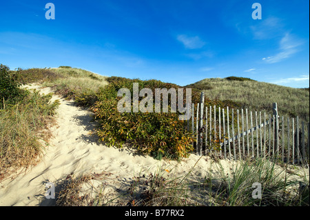 Dune trail to beach, Head of the Meadow Beach, Truro, Cape Cod, MA, USA Stock Photo