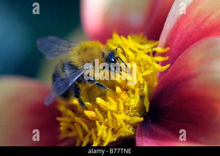 Bumblebee (Bombus spec.) gathering nectar from a flower Stock Photo
