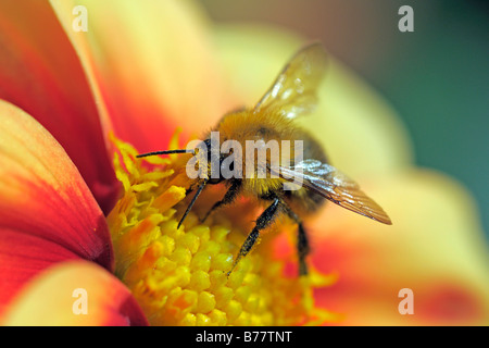 Bumblebee (Bombus spec.) collecting nectar from a blossom Stock Photo