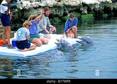Guests meet dolphins Dolphin Research Center Grassy Key Florida Keys Stock Photo