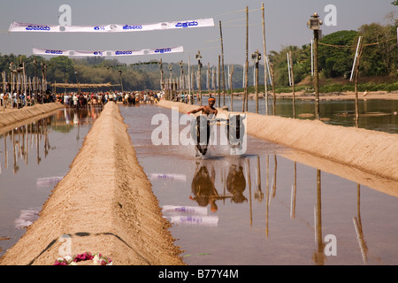 A man races a pair of buffaloes in a Kambala race in the Dakshina Kannada district of Karnataka, India. Stock Photo