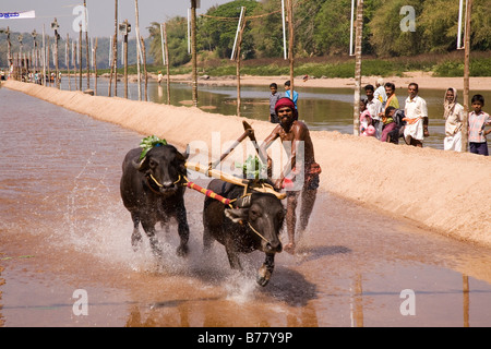 A man races a pair of buffaloes in a Kambala race in the Dakshina Kannada district of Karnataka, India. Stock Photo