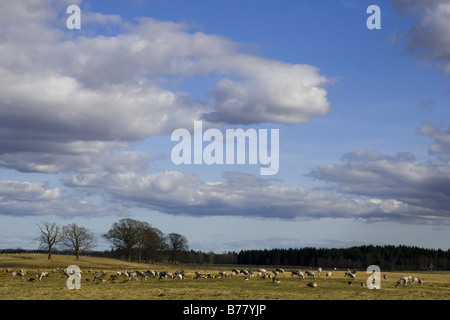 common crane (Grus grus), cranes on the feeding ground, Sweden Stock Photo