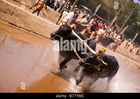 A man races a pair of buffaloes in a Kambala race in the Dakshina Kannada district of Karnataka, India. Stock Photo