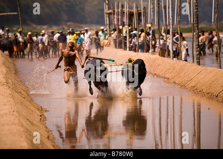 A man races a pair of buffaloes in a Kambala race in the Dakshina Kannada district of Karnataka, India. Stock Photo