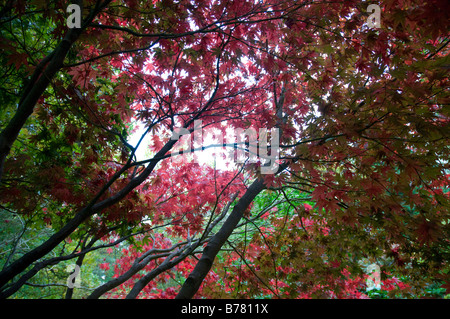 Autumnal Leaves against the Sky Stock Photo