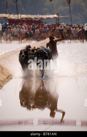 A man races a pair of buffaloes in a Kambala race in the Dakshina Kannada district of Karnataka, India. Stock Photo