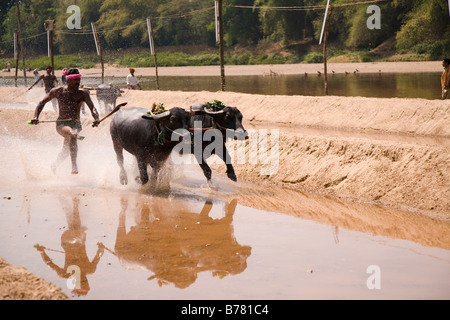 A man races a pair of buffaloes in a Kambala race in the Dakshina Kannada district of Karnataka, India. Stock Photo