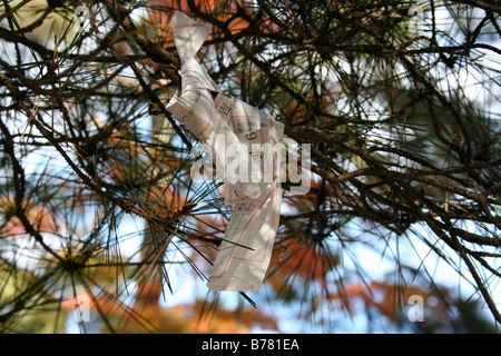 Two Omikuji fortunes tied to the branches of a pine tree at the Motsu-ji temple ruins, during Japan's autumn season. Stock Photo