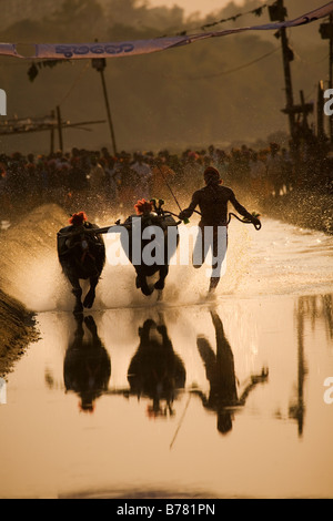 A man races a pair of buffaloes in a Kambala race in the Dakshina Kannada district of Karnataka, India. Stock Photo