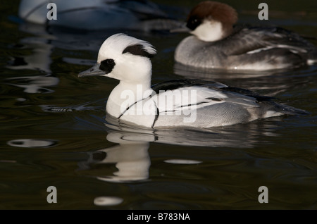 captive male smew with female in the background Stock Photo