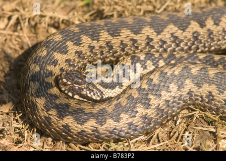 Adder Vipera berus female Stock Photo