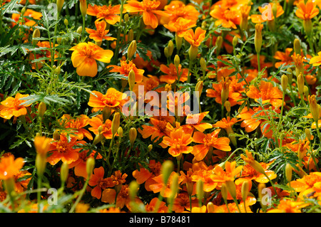 Tagetes Tenuifolia tangerine Gem signata pumila Signet French Marigold orange flower bloom blossom annual plant Stock Photo