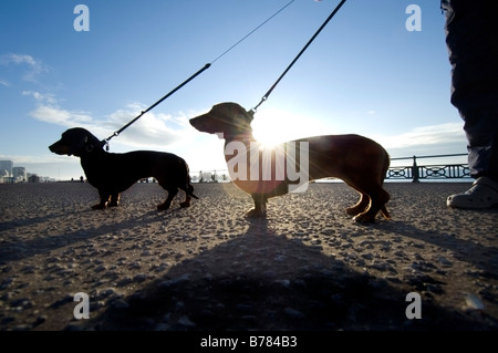 Two miniature dachshunds on an early morning walk on Brighton seafront