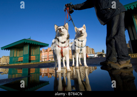 A pair of brother and sister Siberian husky dogs with their owner on a cold winter morning in Brighton, UK. Stock Photo