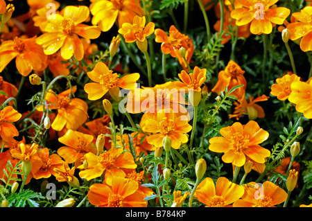 Tagetes Tenuifolia tangerine Gem signata pumila Signet French Marigold orange flower bloom blossom annual plant Stock Photo