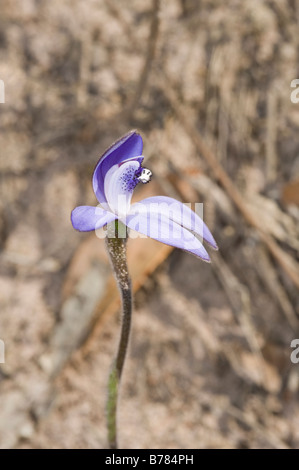 Silky Blue Orchid Cyanicula sericea flower Stirling Ranges National Park Western Australia September Stock Photo