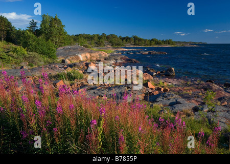 Rose flowers at rocky coast of the Baltic sea at Aland islands in Finland Stock Photo