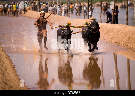 A man races a pair of buffaloes in a Kambala race in the Dakshina Kannada district of Karnataka, India. Stock Photo