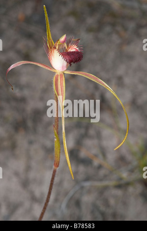 King Spider Orchid (Caladenia pectinata) flower Stirling Ranges National Park Western Australia September Stock Photo