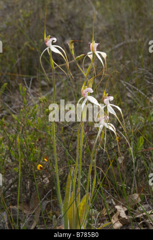 White Spider Orchid Caladenia longicauda flowers Stirling Ranges National Park Western Australia September Stock Photo