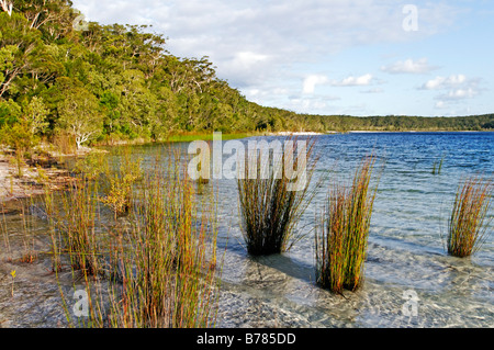 Lake McKenzie, Fraser Island, Queensland, Australia Stock Photo