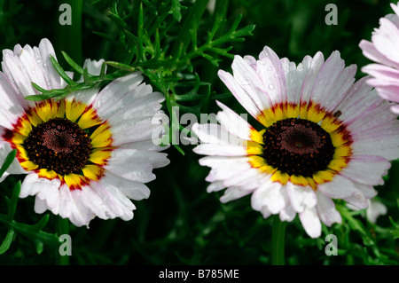 Chrysanthemum carinatum PAINTED DAISY Merry Mixture cultivar variety annual flower color colors colours bloom Stock Photo