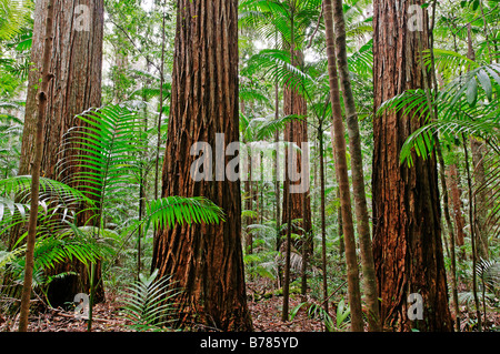 Rainforest with Satinay trees (Syncarpia hillii), sand island Fraser Island, Queensland, Australia Stock Photo