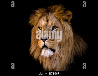portrait of a big african male lion