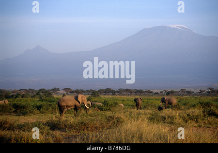 Amboseli national park is on the plains below the peaks of Mount Kilimanjaro and Mouth Meru MOUNT KILIMANJARO KENYA Stock Photo