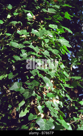 Ivy on Tree trunk, Mary Ann Meadows, Westbrook, Warrington, England, Autumn 2008 Stock Photo