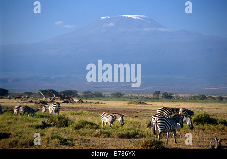 The volcanic cone of Mount Kilimanjaro towers over the Amboseli national park MOUNT KILIMANJARO KENYA Stock Photo