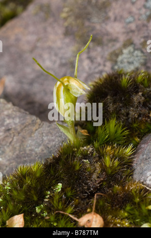 Dwarf Greenhood (Pterostylis nana). An Australian native orchid Stock ...