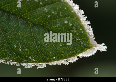 Green winter leaf outlined with ice crystals Stock Photo
