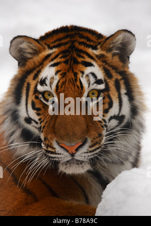 Yiung tiger portrait Novosibirsk ZOO Stock Photo