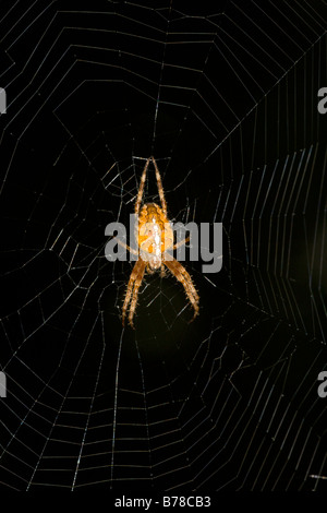 Common garden spider Araneus diadematus on web against black background Stock Photo