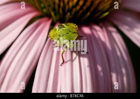 green shield beetle on pink echinacea flower Stock Photo