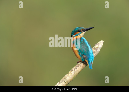 Common Kingfisher, also Eurasian Kingfisher or River Kingfisher (Alcedo atthis), The Netherlands, Europe Stock Photo